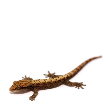 Mourning Gecko